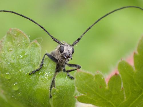 Stenostola dubia